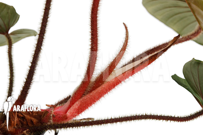 Philodendron squamicaule ‚Red‘