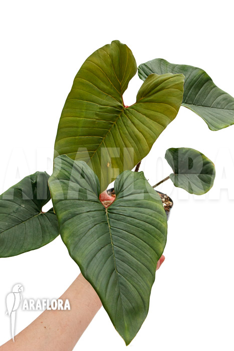 Philodendron squamicaule ‚Red‘