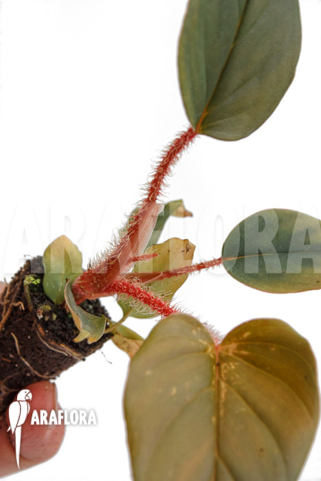 Philodendron squamicaule ‚Red‘ ‚Plug‘