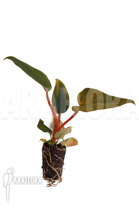 Philodendron squamicaule ‚Red‘ ‚Plug‘