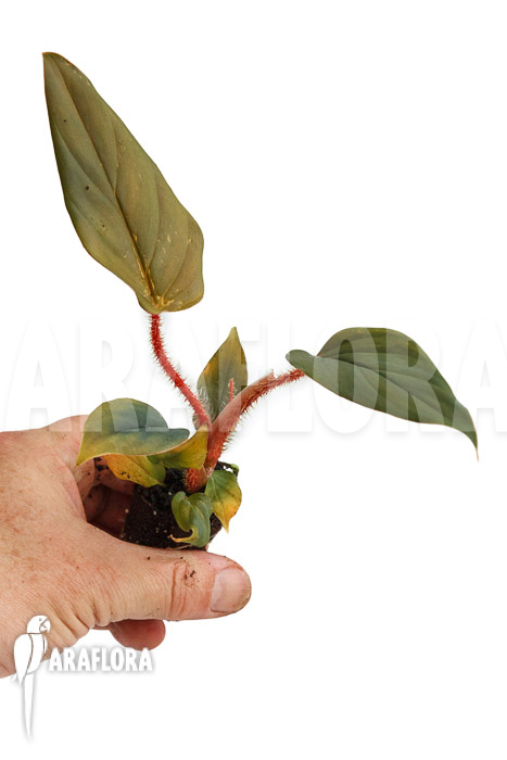 Philodendron squamicaule ‚Red‘ ‚Plug‘