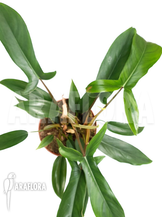 Plant Philodendron x ‚69686‘