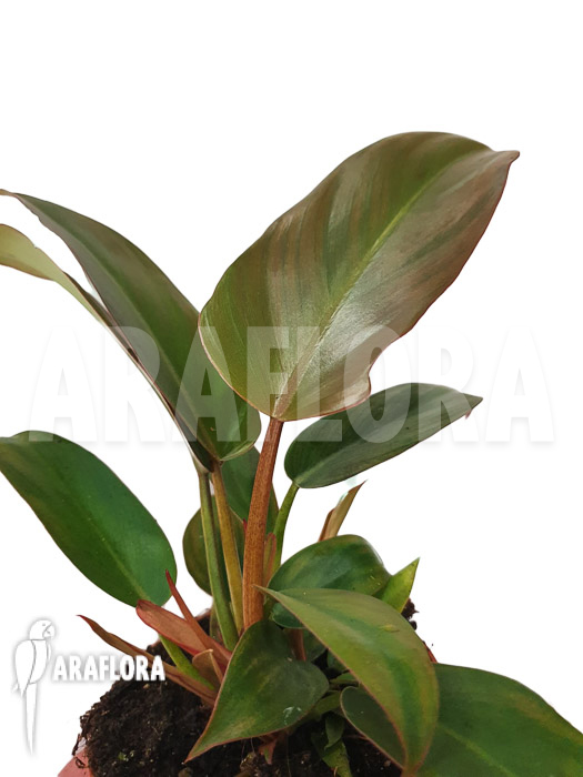 Philodendron x ‚Florida bronze‘