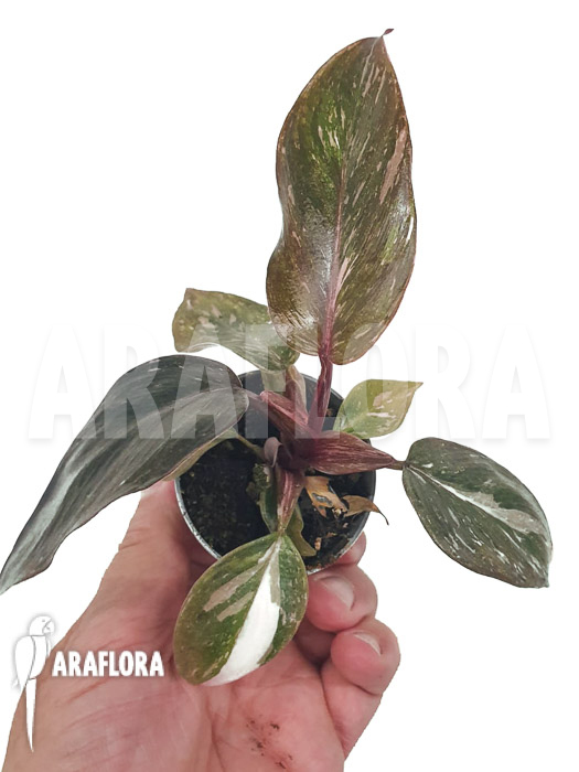 Philodendron x ‚Pink marble Princess‘