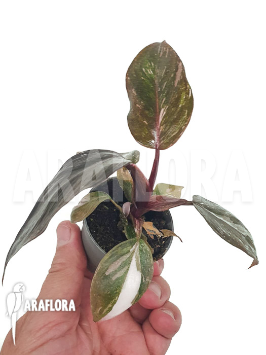 Philodendron x ‚Pink marble Princess‘