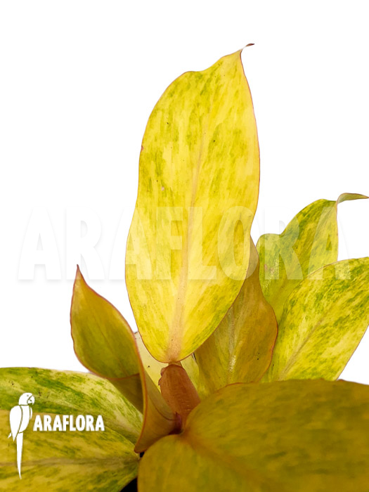 Philodendron x ‚Quad color‘