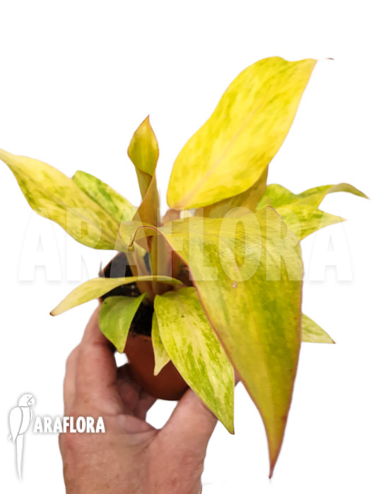 Philodendron x ‚Quad color‘