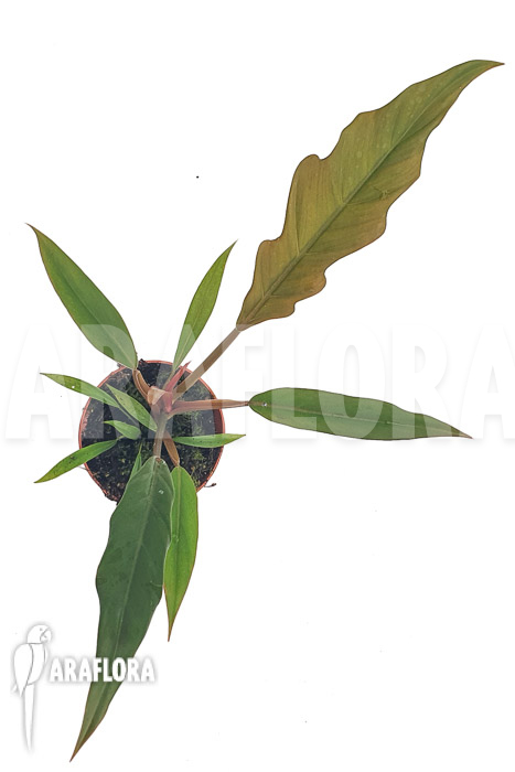 Philodendron x caramel Pluto