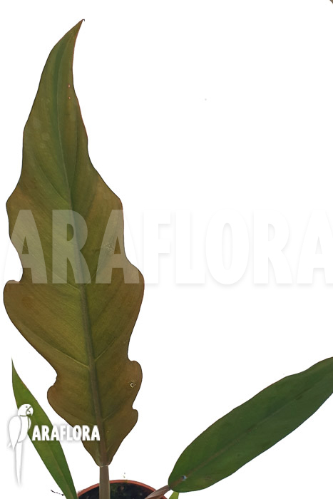 Philodendron x caramel Pluto