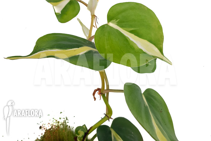 Philodendron x cream splash