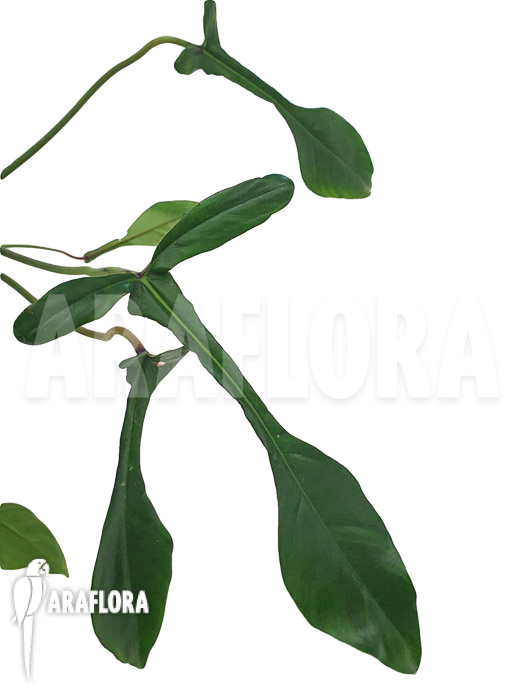 Philodendron x ‚joepii‘