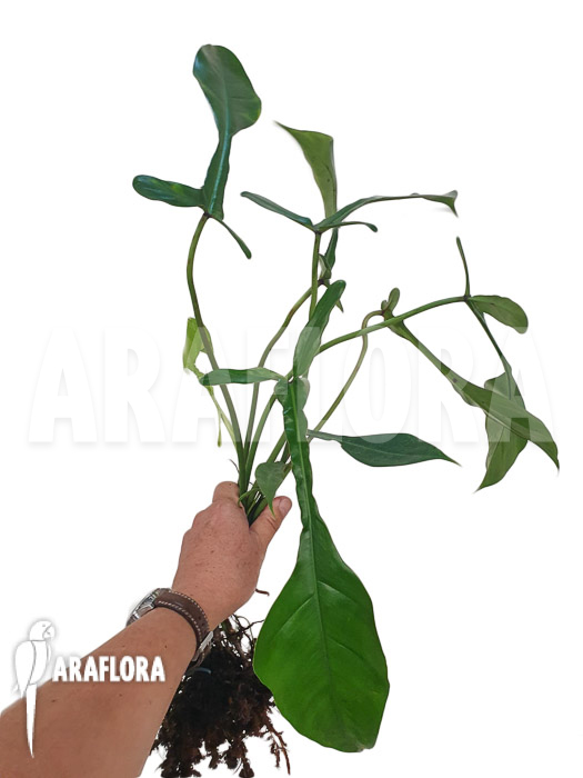 Philodendron x ‚joepii‘