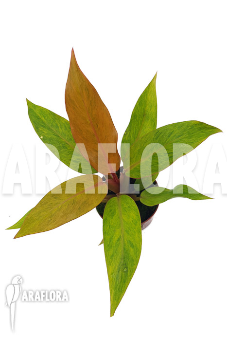 Philodendron x ‚Orange marmelade‘