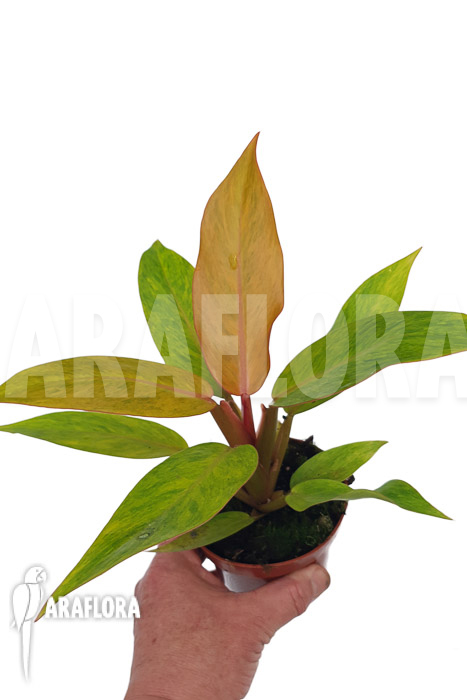 Philodendron x ‚Orange marmelade‘