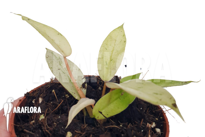 Philodendron x ’snowdrift‘