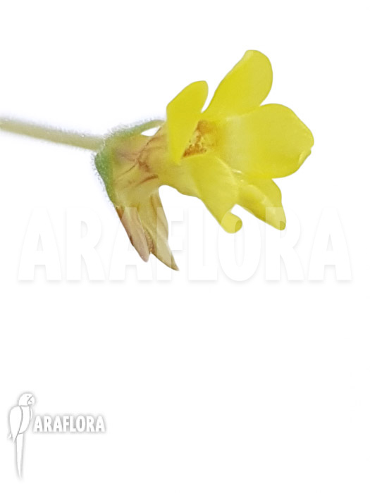 Pinguicula pumila ‚Yellow‘