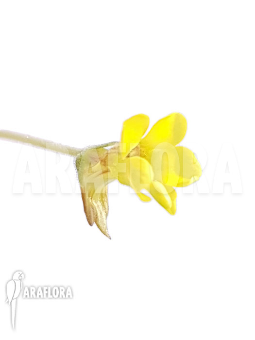 Pinguicula pumila ‚Yellow‘