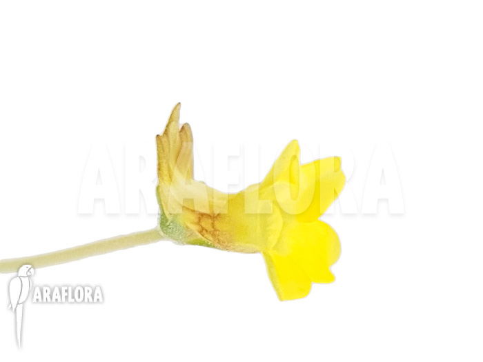 Pinguicula pumila ‚Yellow‘