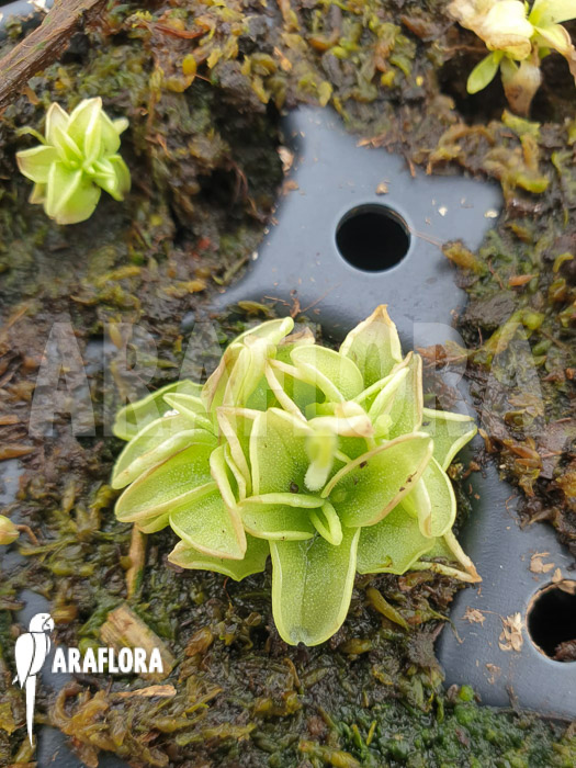 Pinguicula pumila ‚Yellow‘