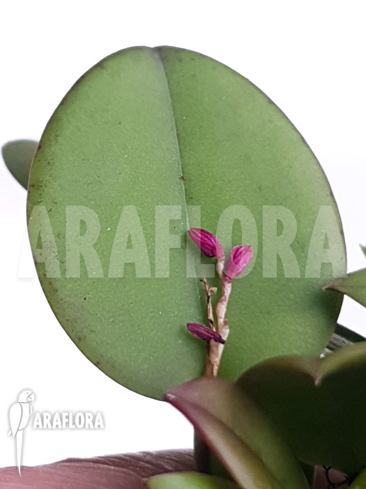 Pleurothallis truncata