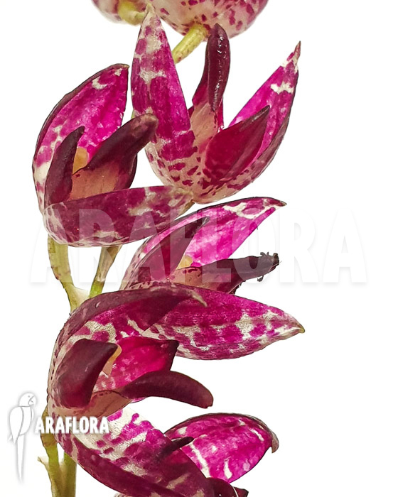 Pleurothallis tuerckheimii