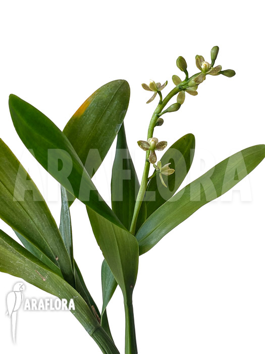 Prosthechea vespa