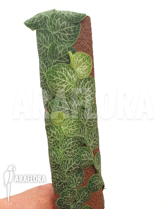 Rhaphidophora cryptantha ‚S‘