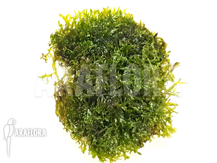 Riccardia chamedryfolia ‚coral‘