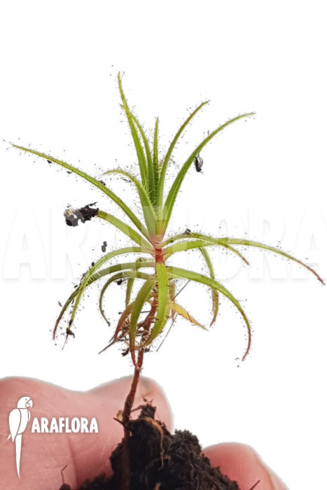 Roridula gorgonias ‚Starter‘