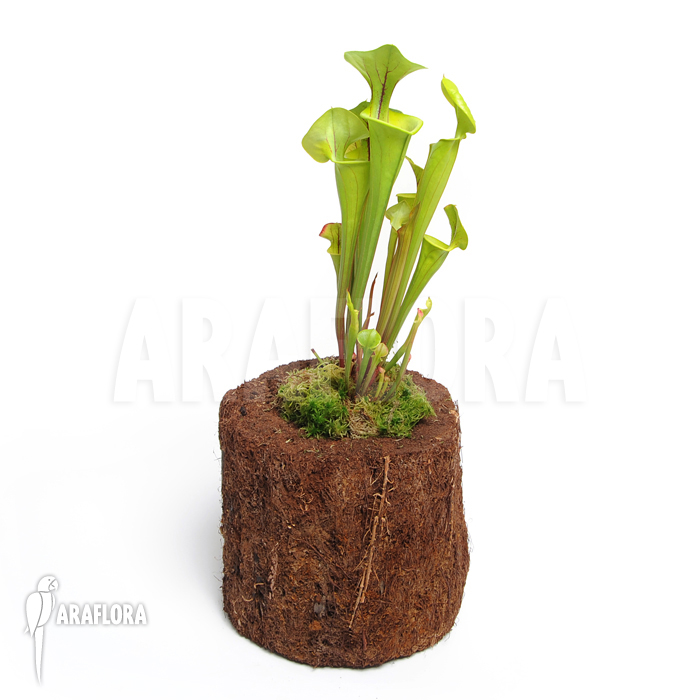 Sarracenia flava ‚M‘