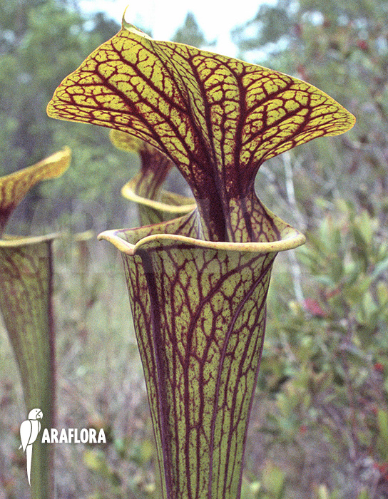 Sarracenia flava var. ornata ‚960019‘