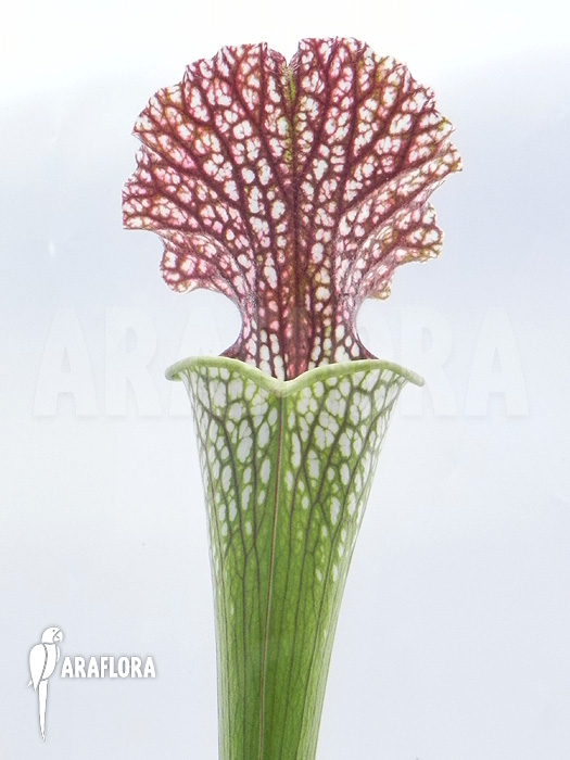 Sarracenia leucophylla ‚050024‘