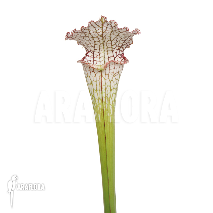 Sarracenia leucophylla ‚M‘