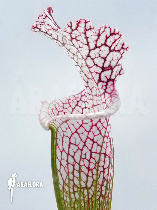 Sarracenia leucophylla ‚Z10029‘