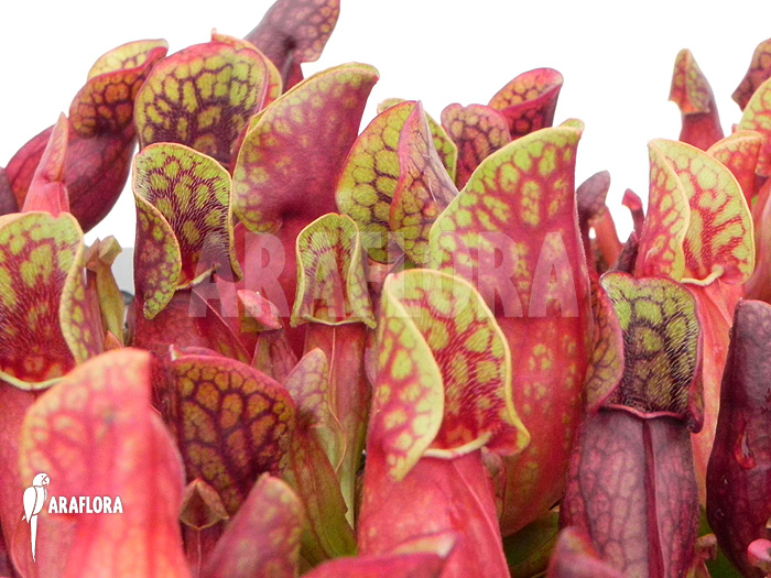 Sarracenia purpurea var. purpurea ‚S‘