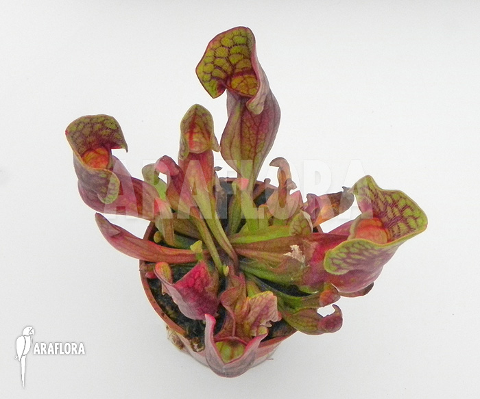 Sarracenia purpurea var. purpurea ‚S‘