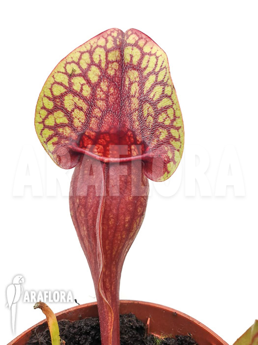 Sarracenia x Hans ‚M‘