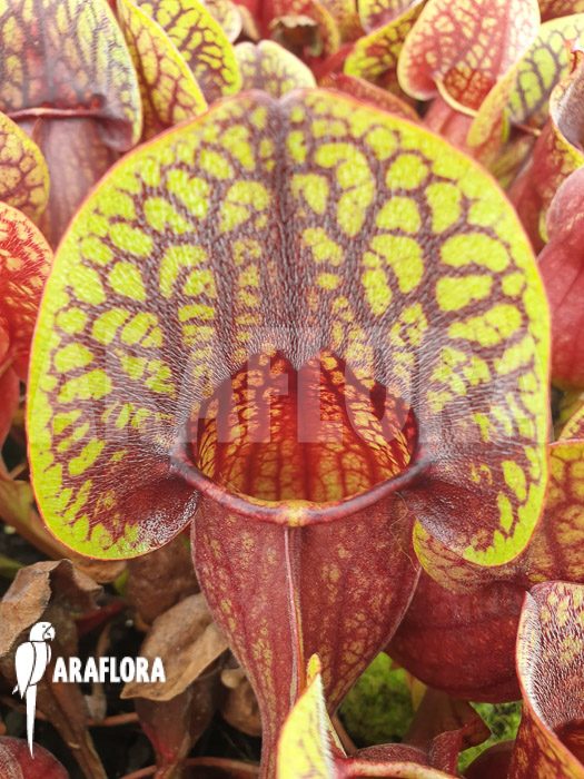 Sarracenia x Hans ‚M‘