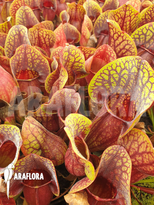 Sarracenia x Hans ‚M‘