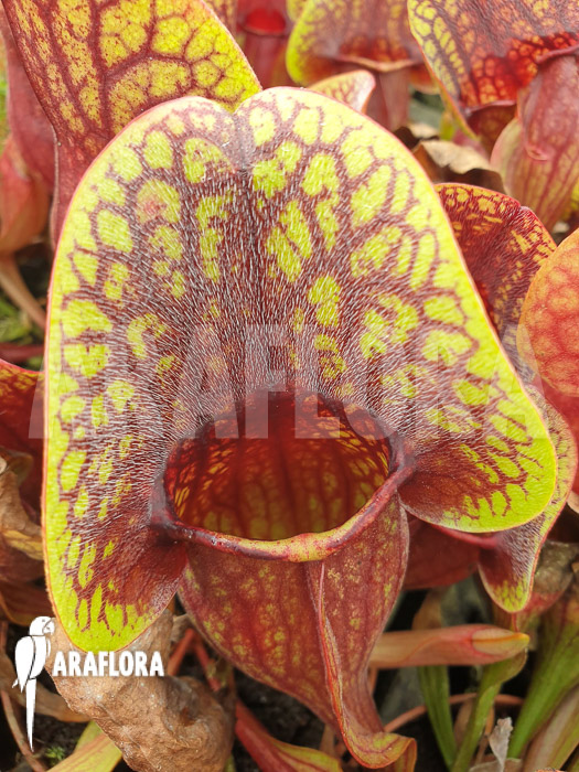 Sarracenia x Hans ‚M‘