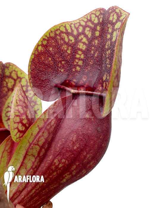 Sarracenia x Hans ‚XL‘