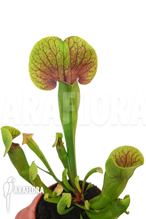 Sarracenia x Ray