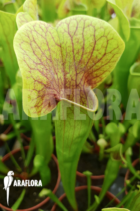 Sarracenia x Ray