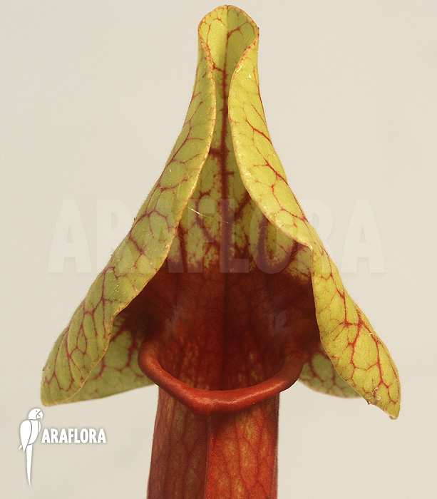 Sarracenia x catesbaei ‚S‘