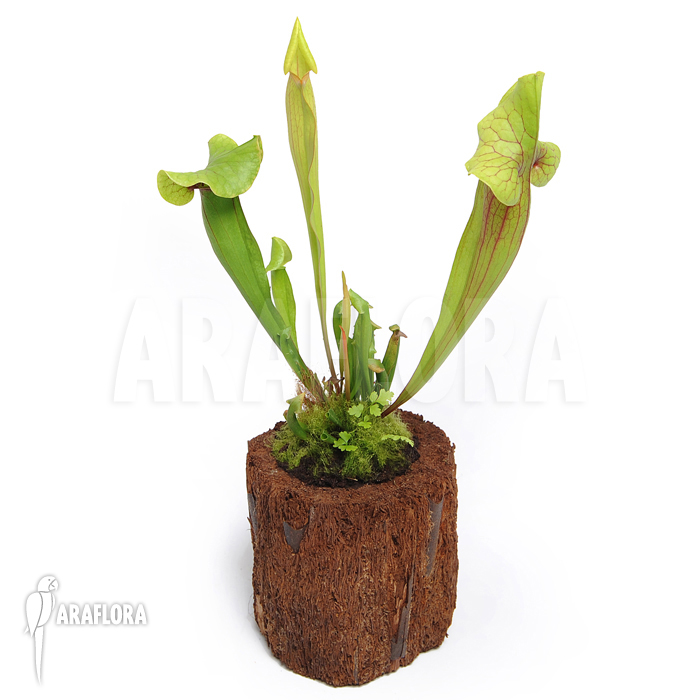 Sarracenia x catesbaei ‚S‘