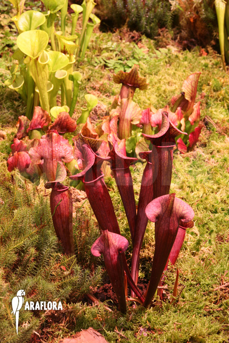 Sarracenia x catesbaei ‚S‘