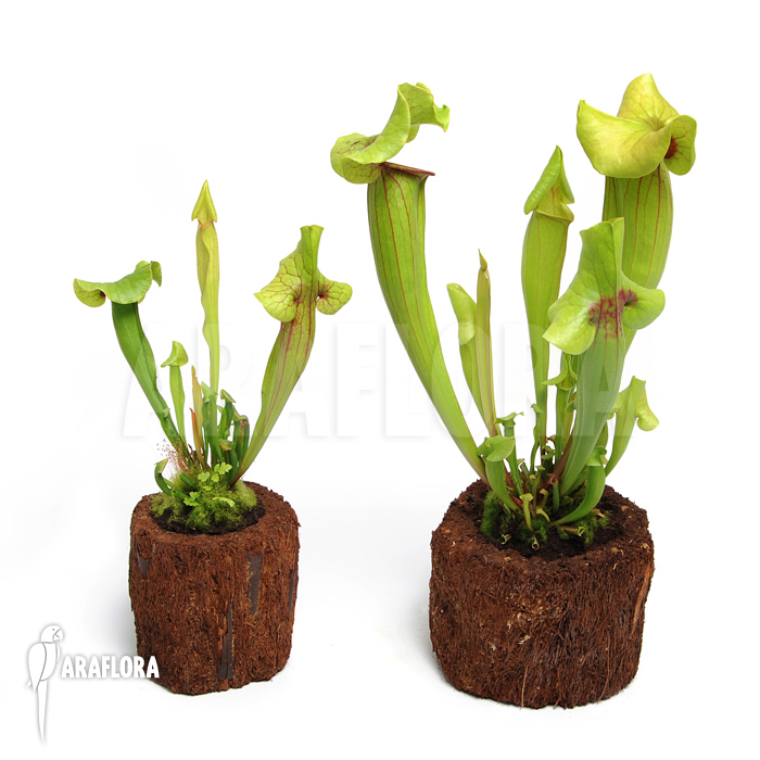 Sarracenia x catesbaei ‚S‘