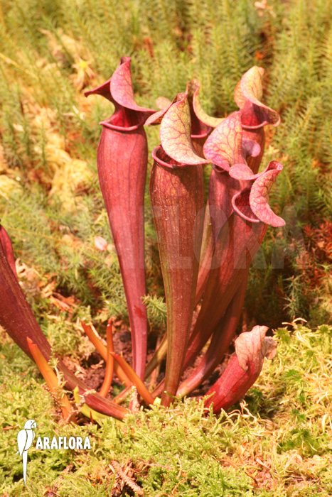 Sarracenia x catesbaei ‚XL‘