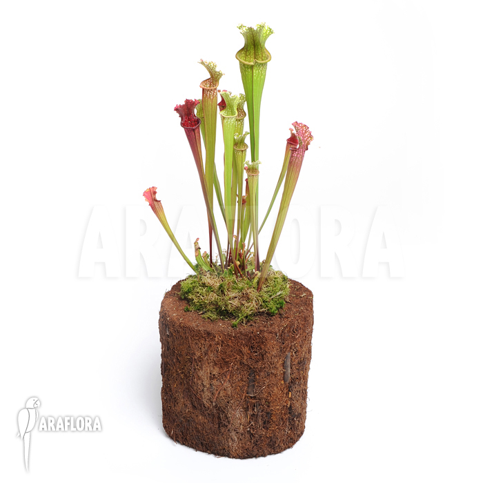 Sarracenia x farnhamii ‚M‘