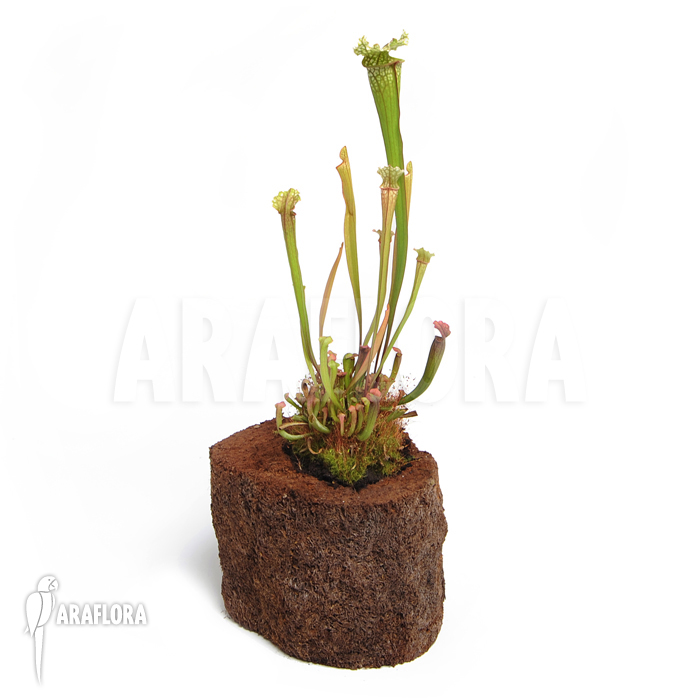 Sarracenia x leucophylla ‚S‘